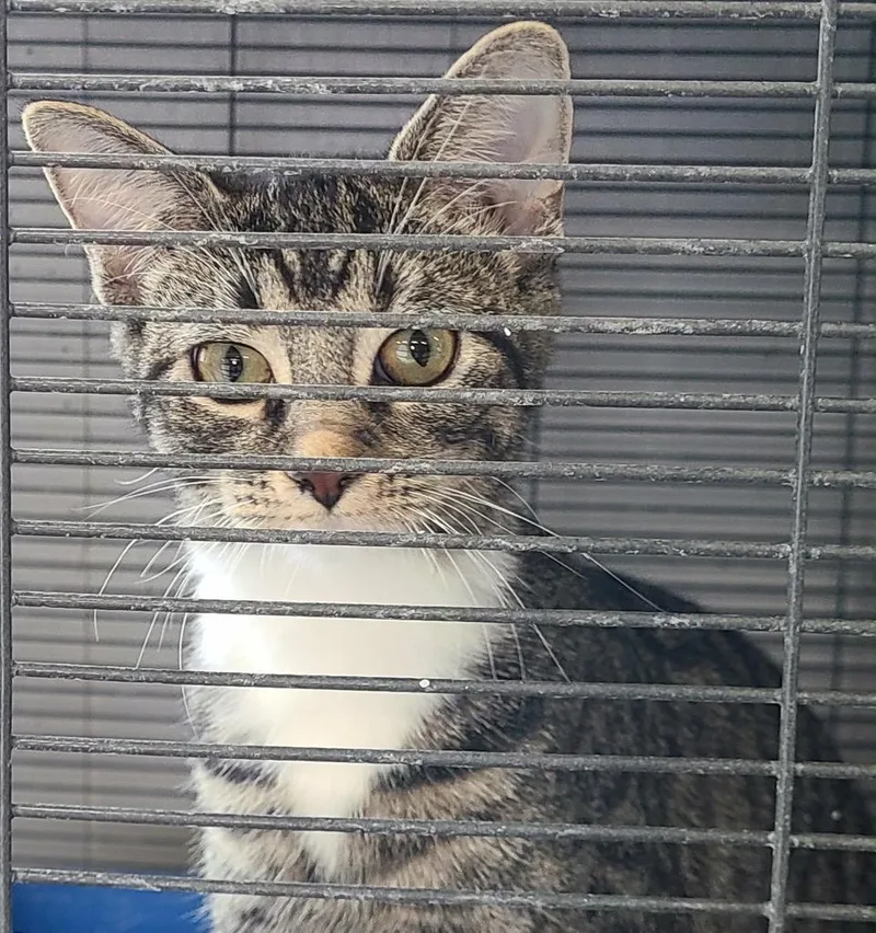 Veronica thumbnail 2