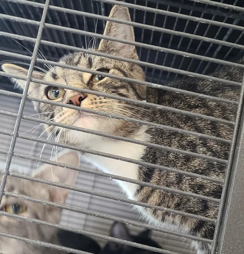 Veronica thumbnail 3