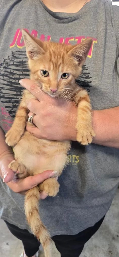 A baby small-sized male Domestic Short Hair cat named Tabby for adoption in Camden, TN
