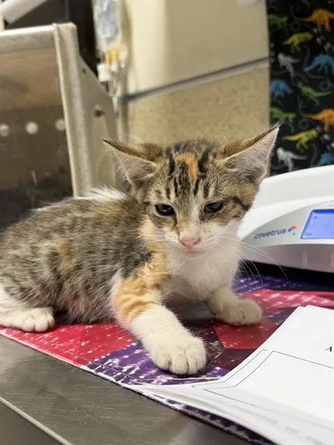 A baby small-sized female Domestic Short Hair cat named Blossom for adoption in Riverside, CA
