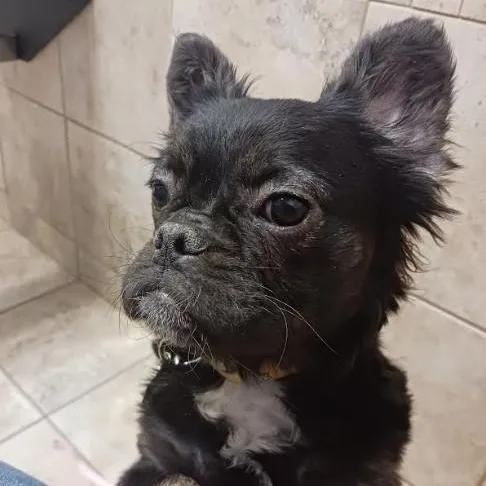 A baby small-sized female Black French Bulldog dog named Fancy for adoption in Barrington Hills, IL