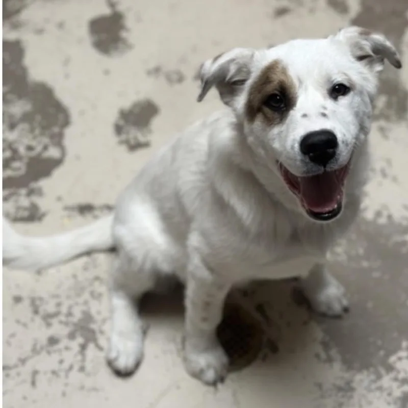 A young medium-sized male White / Cream Australian Shepherd dog named Ralphie for adoption in Parker, CO