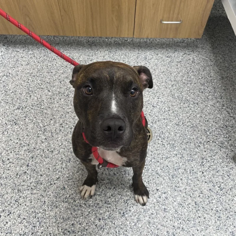 An adult medium-sized female Brindle Mixed Breed dog named Trixie for adoption in Chicago, IL