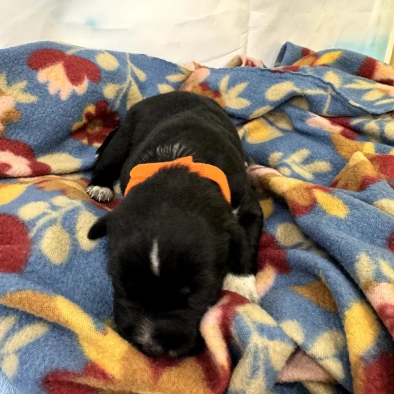 A baby medium-sized male Black Labrador Retriever dog named Lizzie for adoption in North Bend, OR