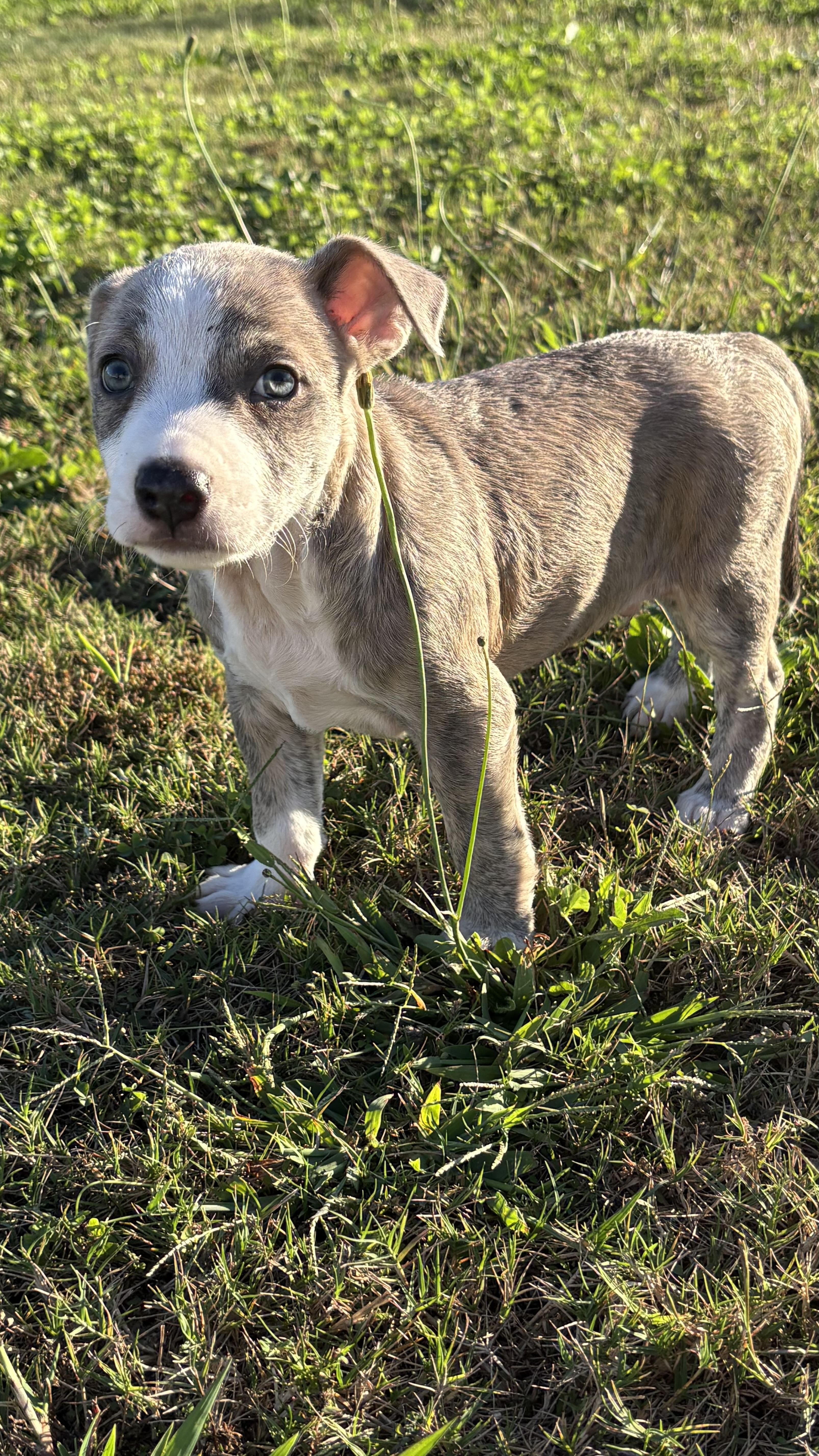 A baby medium-sized male Brindle Pit Bull Terrier dog named Bobble for adoption in Ayden, NC