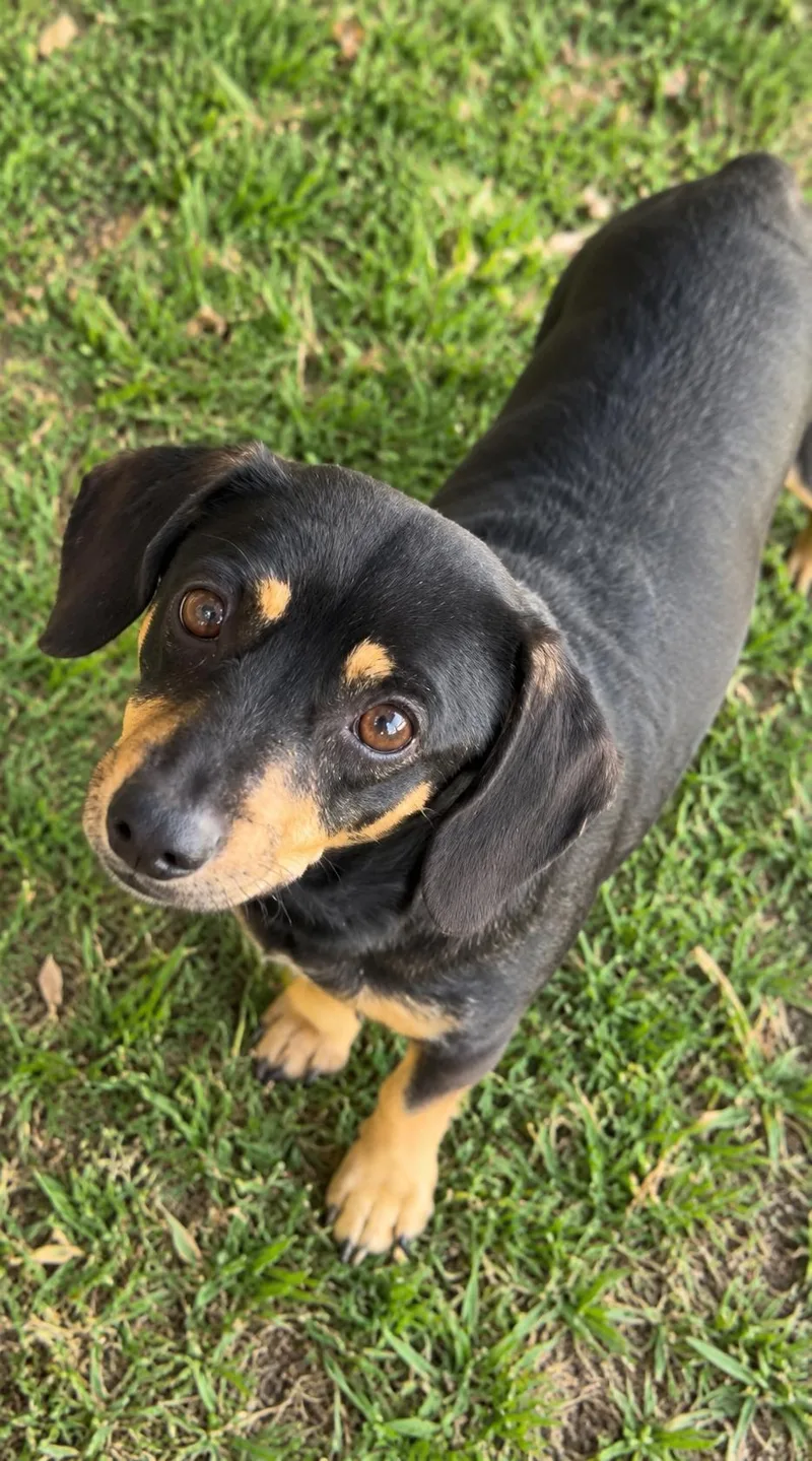 An adult small-sized female Dachshund dog named Raisin for adoption in Kiln, MS