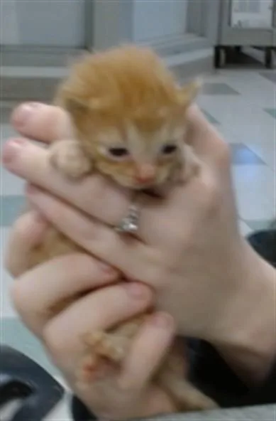 A baby small-sized female Domestic Short Hair cat named A for adoption in Oklahoma City, OK
