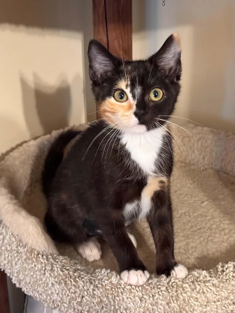 A baby small-sized female Domestic Short Hair cat named Aelin for adoption in Cookeville, TN