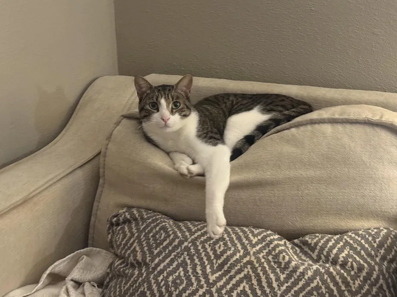 An adult medium-sized male Tabby cat named Jesse for adoption in Fenton, MO