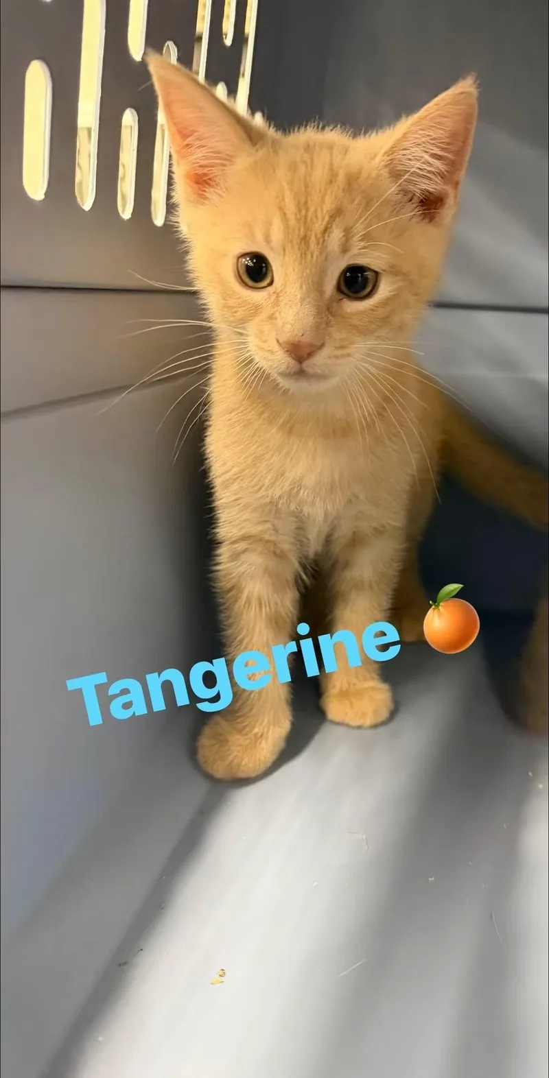 A young medium-sized male Domestic Short Hair cat named Tangerine for adoption in Cowlesville, NY