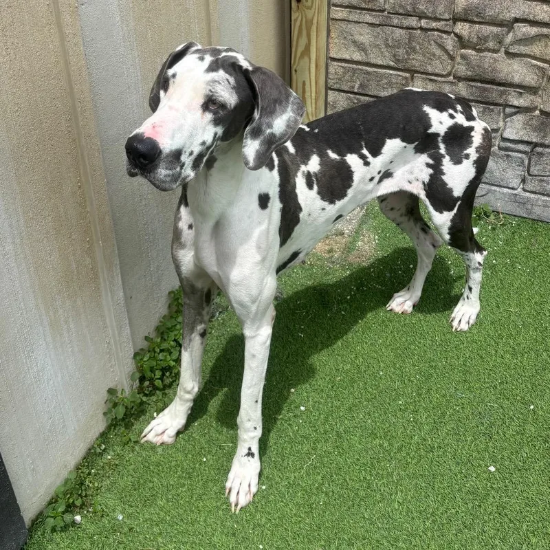An adult large-sized female Gray / Blue / Silver Great Dane dog named My little Pony for adoption in LOXAHATCHEE, FL