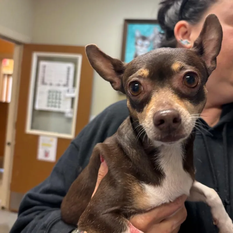 An adult small-sized female Brown / Chocolate Chihuahua dog named Harmony for adoption in Fulton, TX