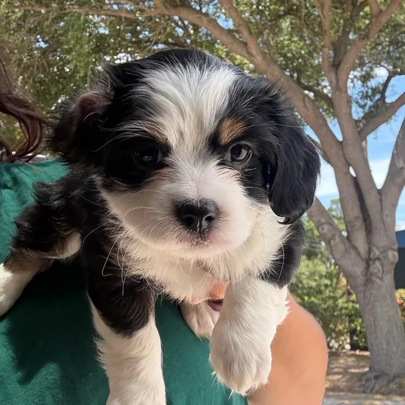 A baby small-sized female Shih Tzu dog named Indy for adoption in Tampa, FL