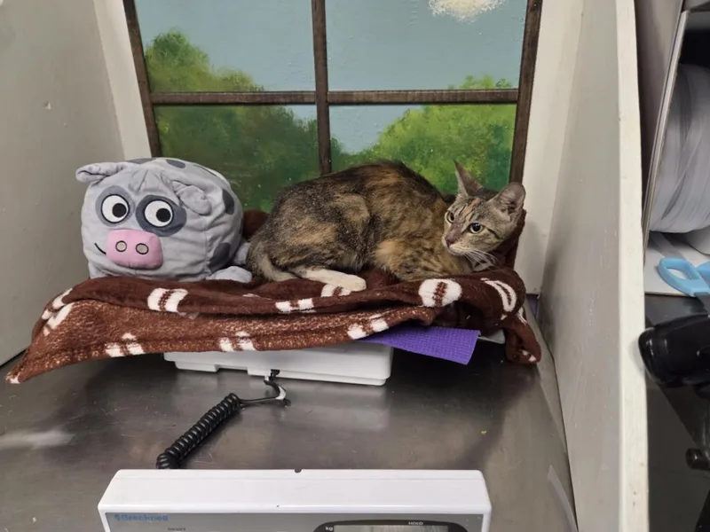 A young small-sized female Domestic Short Hair cat named Cordelia for adoption in Houston, TX