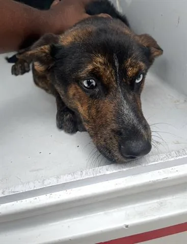 A young medium-sized female Australian Cattle Dog / Blue Heeler dog named A for adoption in Houston, TX