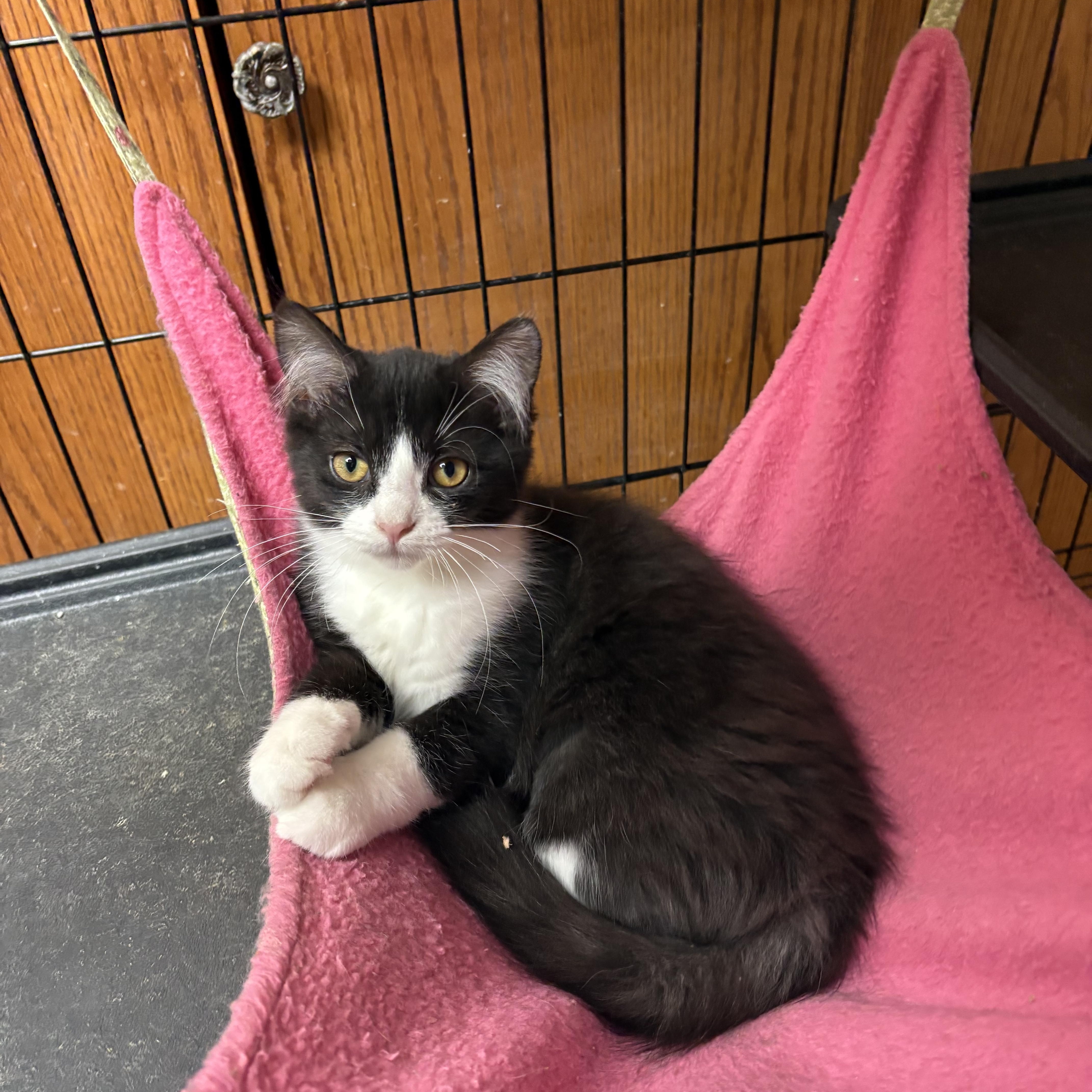 A baby small-sized female Black & White / Tuxedo Domestic Short Hair cat named Daisy for adoption in Highland, IN