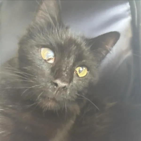 An adult medium-sized female Black Domestic Medium Hair cat named Strawberry for adoption in Hawthorne, CA