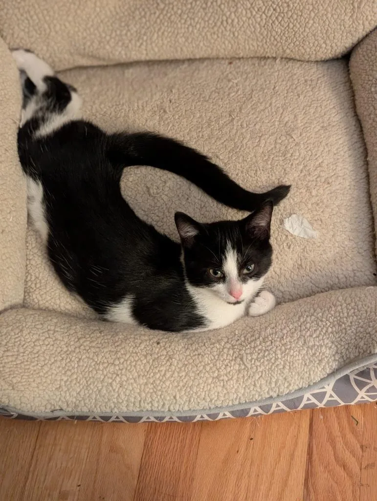 A baby medium-sized female Domestic Short Hair cat named Marnie for adoption in Youngsville, NC