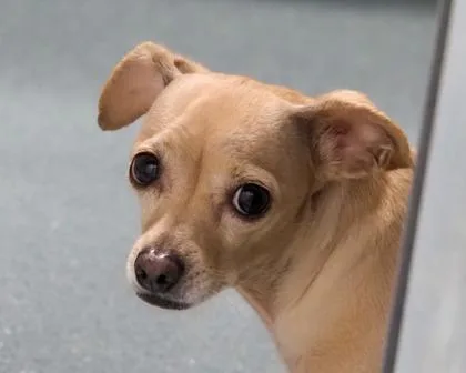 An adult small-sized female Mixed Breed dog named Layla for adoption in West Seneca, NY