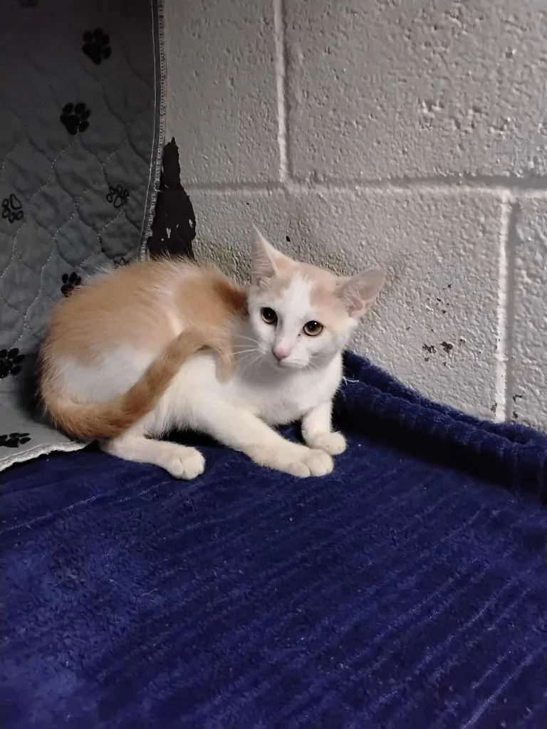 A baby medium-sized male Domestic Short Hair cat named Meowthew for adoption in Ada, OK