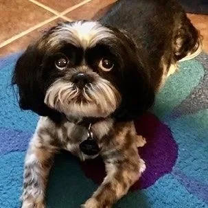 An adult small-sized male White / Cream Shih Tzu dog named Snookie Bear for adoption in Plano, TX