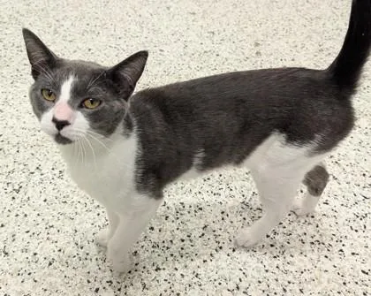 An adult medium-sized male Domestic Short Hair cat named Closet for adoption in Atlanta, GA