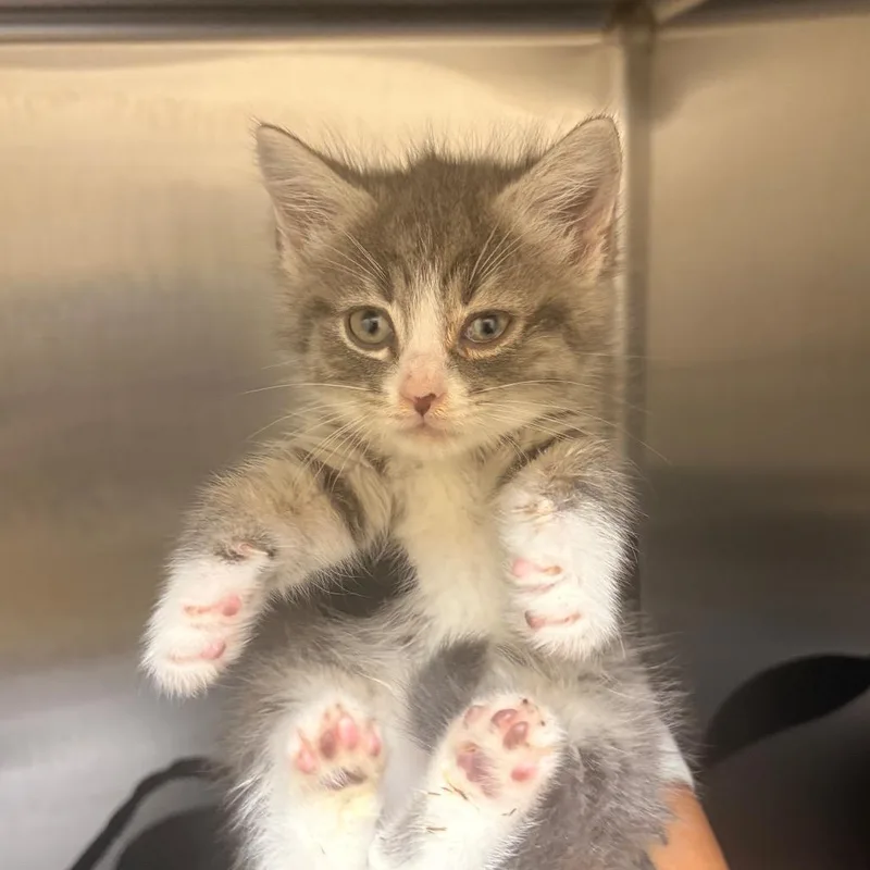 A baby small-sized male Gray / Blue / Silver Domestic Short Hair cat named Spike Dudley for adoption in Winston-Salem, NC