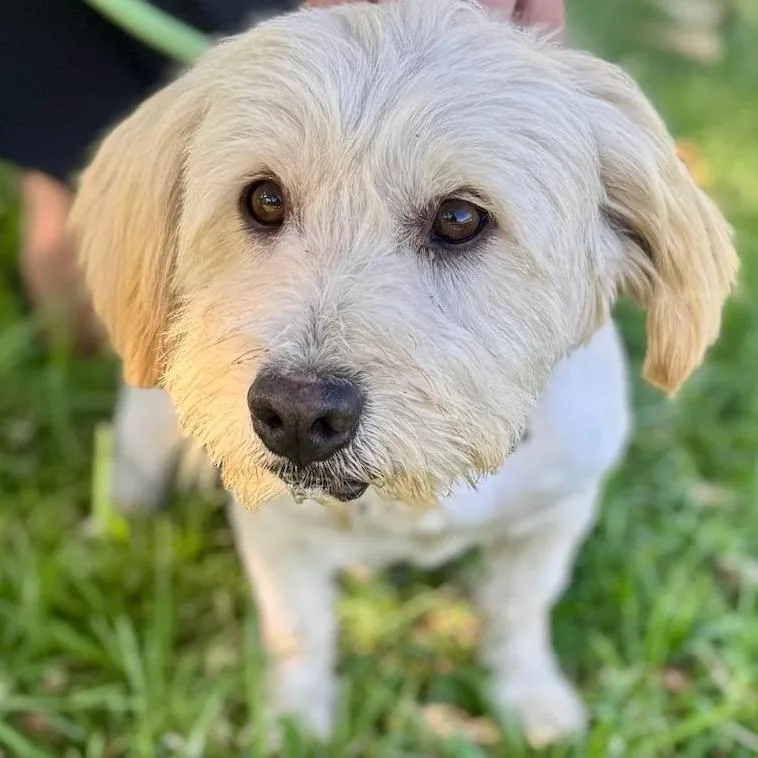 A young small-sized male Miniature Poodle dog named Chandler Bing Chino for adoption in Chino Hills, CA