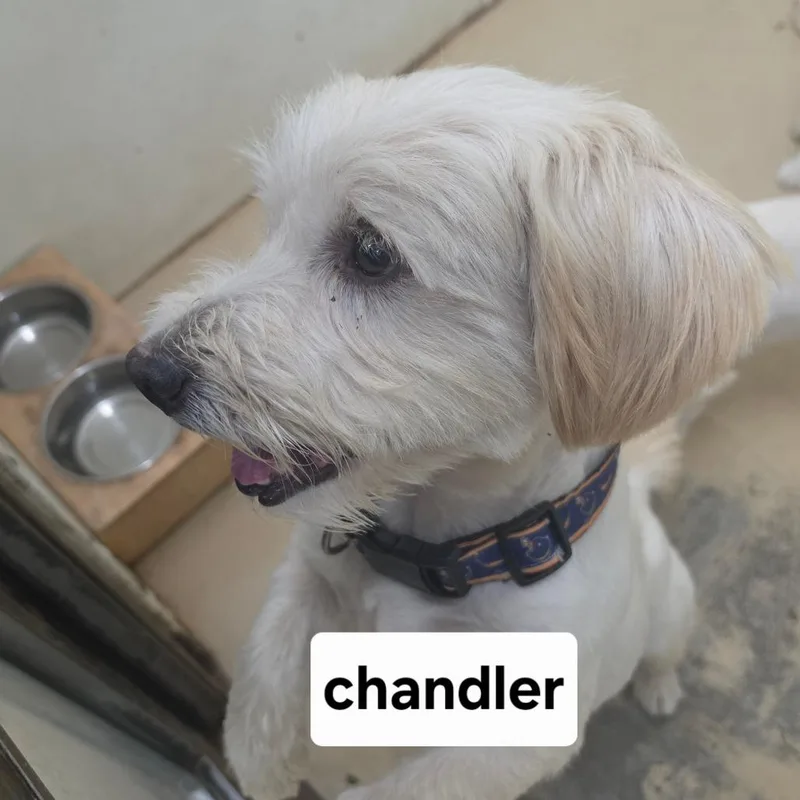 Chandler Bing  Chino thumbnail 2
