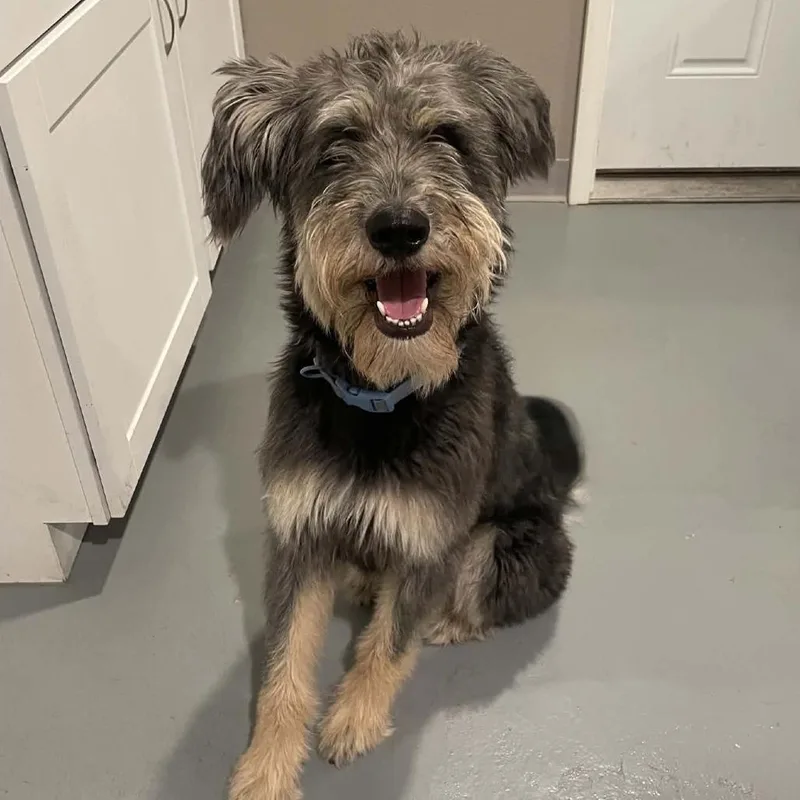 Buddy Boy