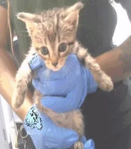 A baby small-sized female Domestic Short Hair cat named Stankest for adoption in Largo, FL