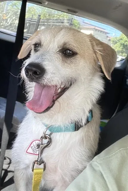 A young medium-sized male Parson Russell Terrier dog named Pogo for adoption in San Jose, CA