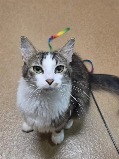 An adult large-sized male Domestic Medium Hair cat named Po for adoption in Saint Peters, MO