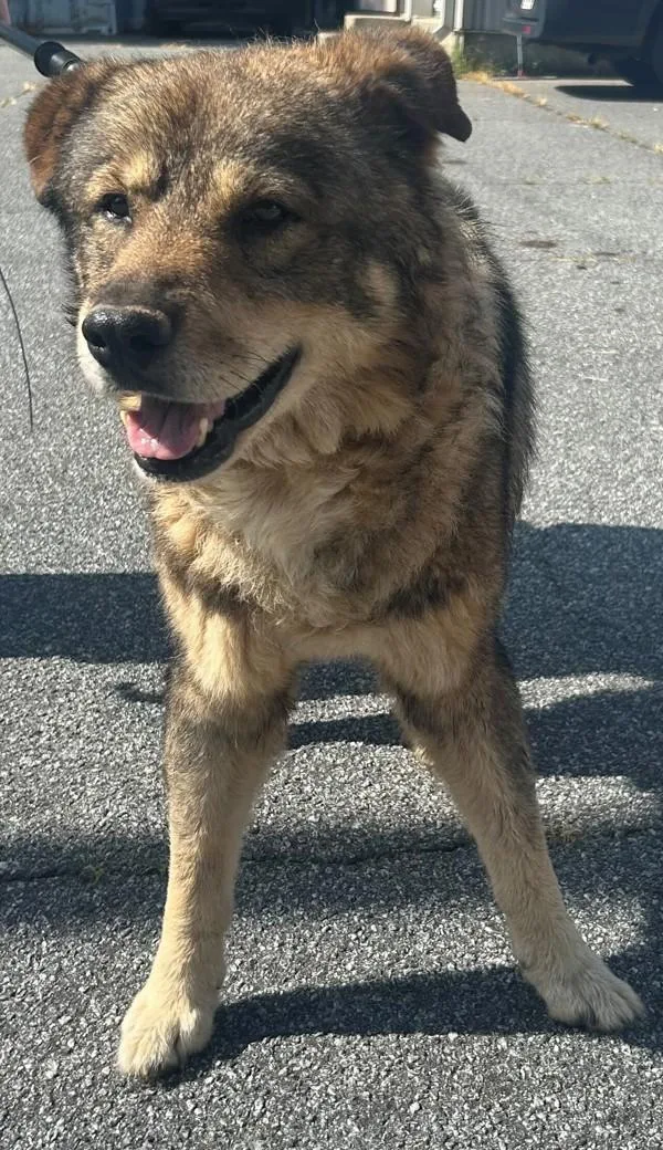 An adult large-sized male Shepherd dog named David for adoption in Dallas, GA
