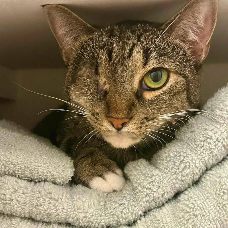 An adult medium-sized female Tabby (Brown / Chocolate) Domestic Short Hair cat named Skylar for adoption in Tampa, FL