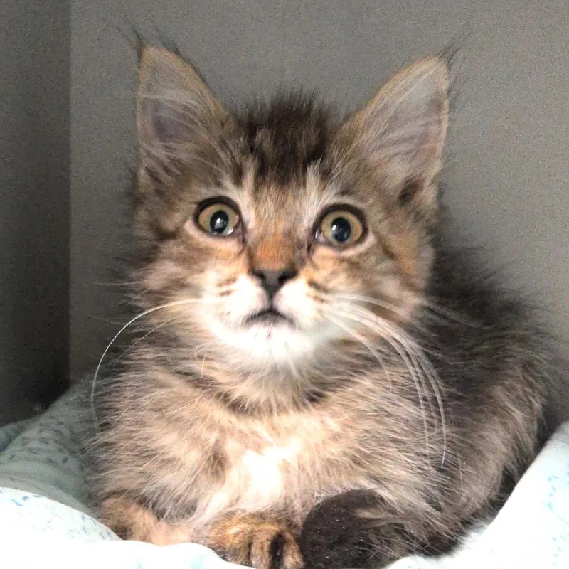A baby small-sized female Brown / Chocolate Domestic Long Hair cat named Faith Hill for adoption in Reno, NV