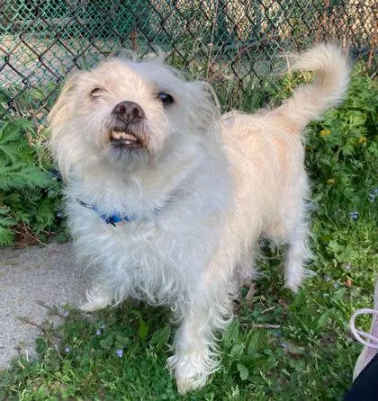 An adult small-sized male Mixed Breed dog named Chase for adoption in Madison, NJ