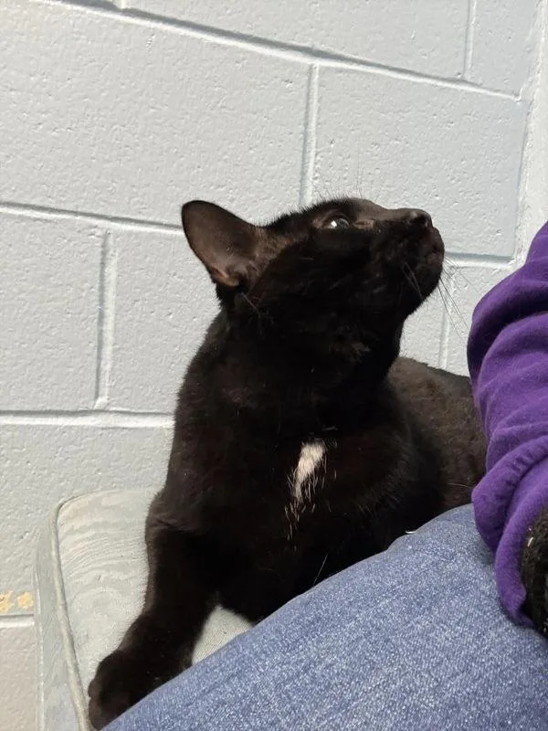 An adult large-sized female Domestic Short Hair cat named Breakfast Burrito for adoption in Millersville, MD