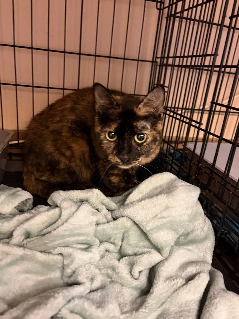 A young medium-sized female Domestic Short Hair cat named Ruby for adoption in Wintersville, OH