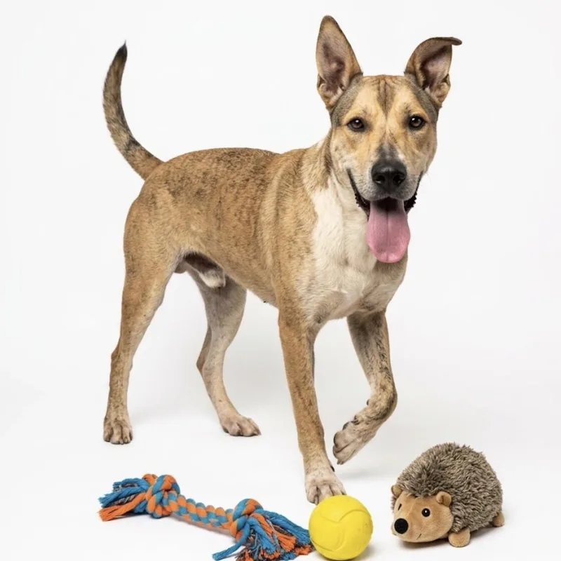 An adult medium-sized male Cattle Dog dog named Scooby for adoption in Seguin, TX