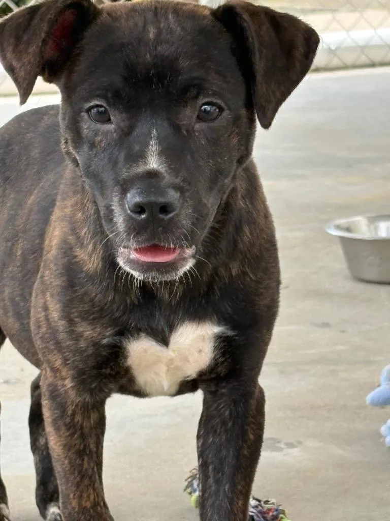A baby small-sized female Mixed Breed dog named Nicki Minaj for adoption in Lavonia, GA