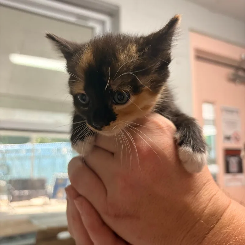 A baby small-sized female Domestic Short Hair cat named Vanilla for adoption in Franklin, NC