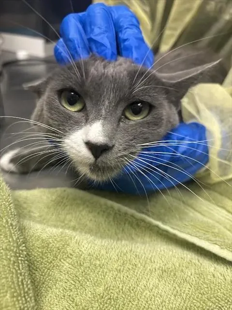 An adult small-sized female Domestic Short Hair cat named Louise for adoption in Las Vegas, NV