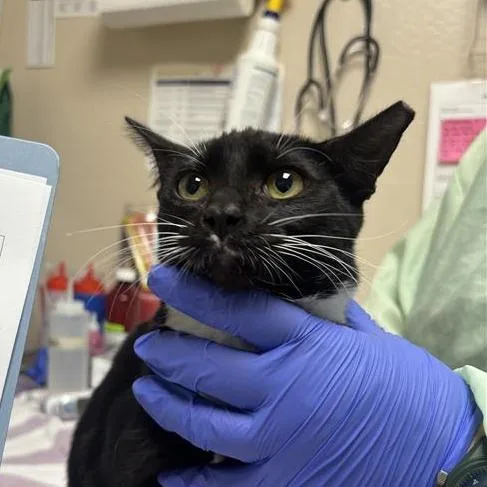 A young medium-sized female Domestic Short Hair cat named Lulu for adoption in Tempe, AZ