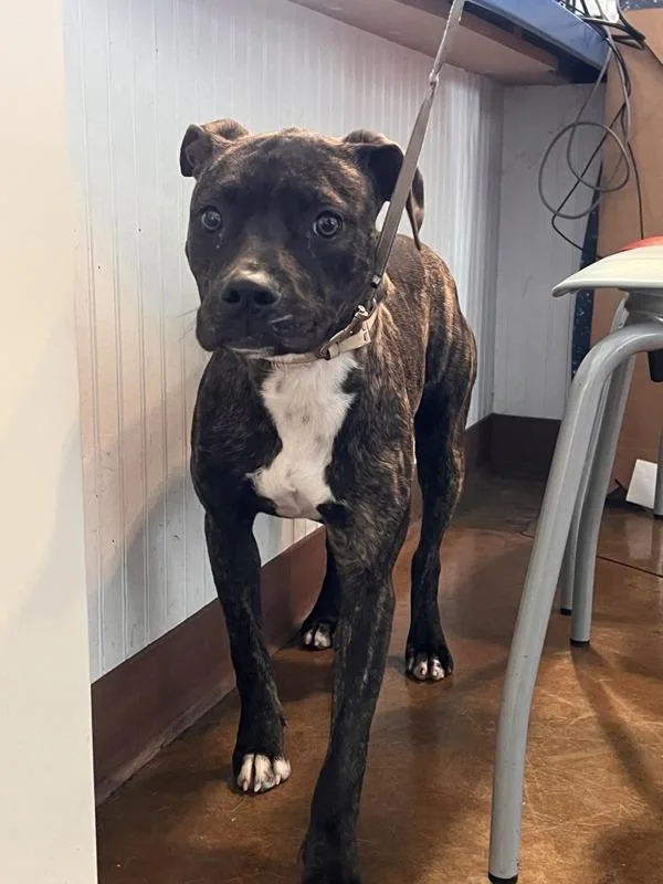 An adult medium-sized female Boxer dog named Pippa for adoption in Austin, TX