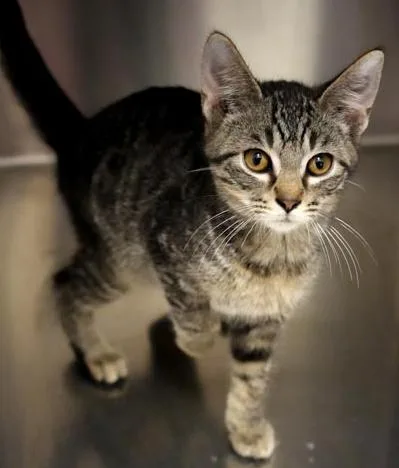 A baby small-sized male Tabby (Brown / Chocolate) Tabby cat named Dimitri  He Is for adoption in Bedford Hills, NY