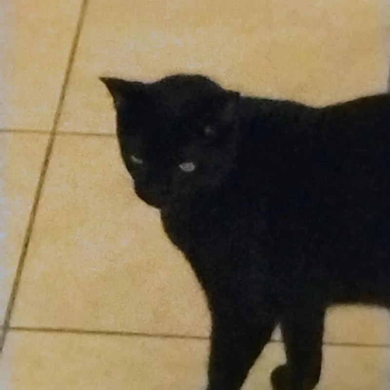 An adult large-sized male Black Domestic Short Hair cat named Coal for adoption in West Palm Beach, FL