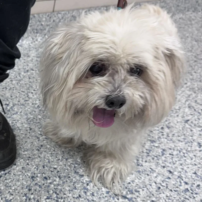 A senior small-sized male White / Cream Shih Tzu dog named Chuy for adoption in Chicago, IL