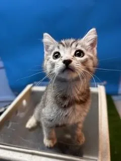 A baby small-sized female Domestic Short Hair cat named A for adoption in Gardena, CA