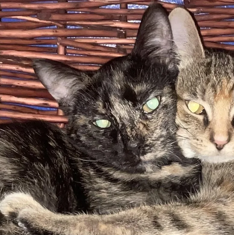 A baby medium-sized female Tortoiseshell Domestic Short Hair cat named Zoey for adoption in Johnsburg, IL